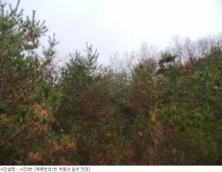 사진 11